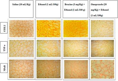 Pharmacological investigation of brucine anti-ulcer potential